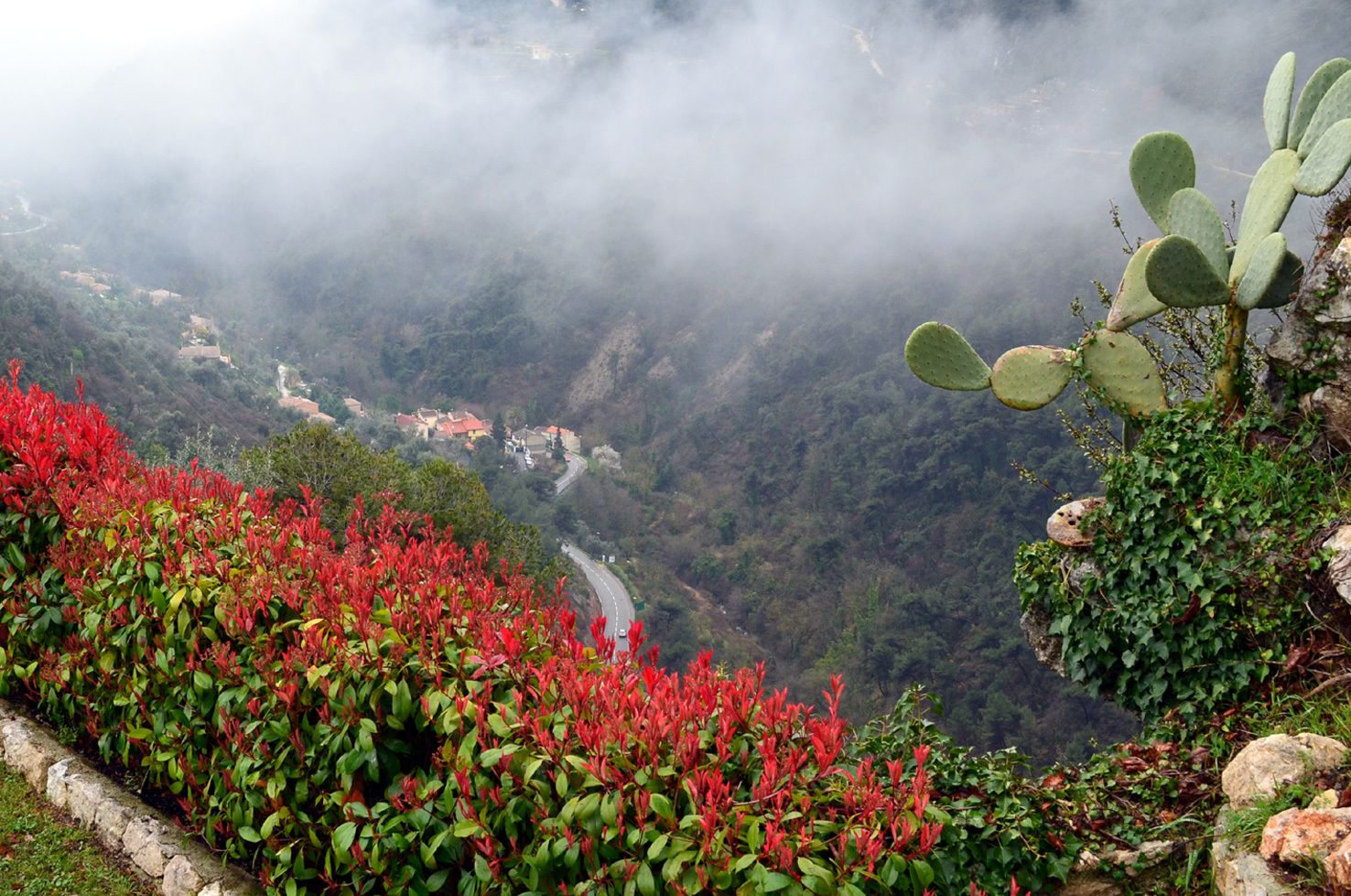 Les photinias du château de Lérens.