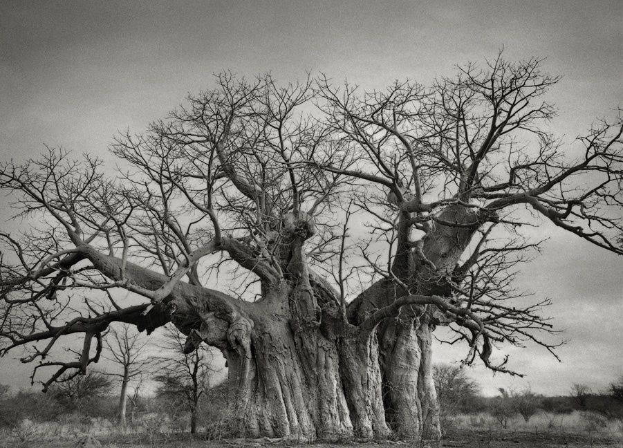14 dernières années à photographier des arbres : l'oeuvre de la photographe de San Francisco Beth Moon 