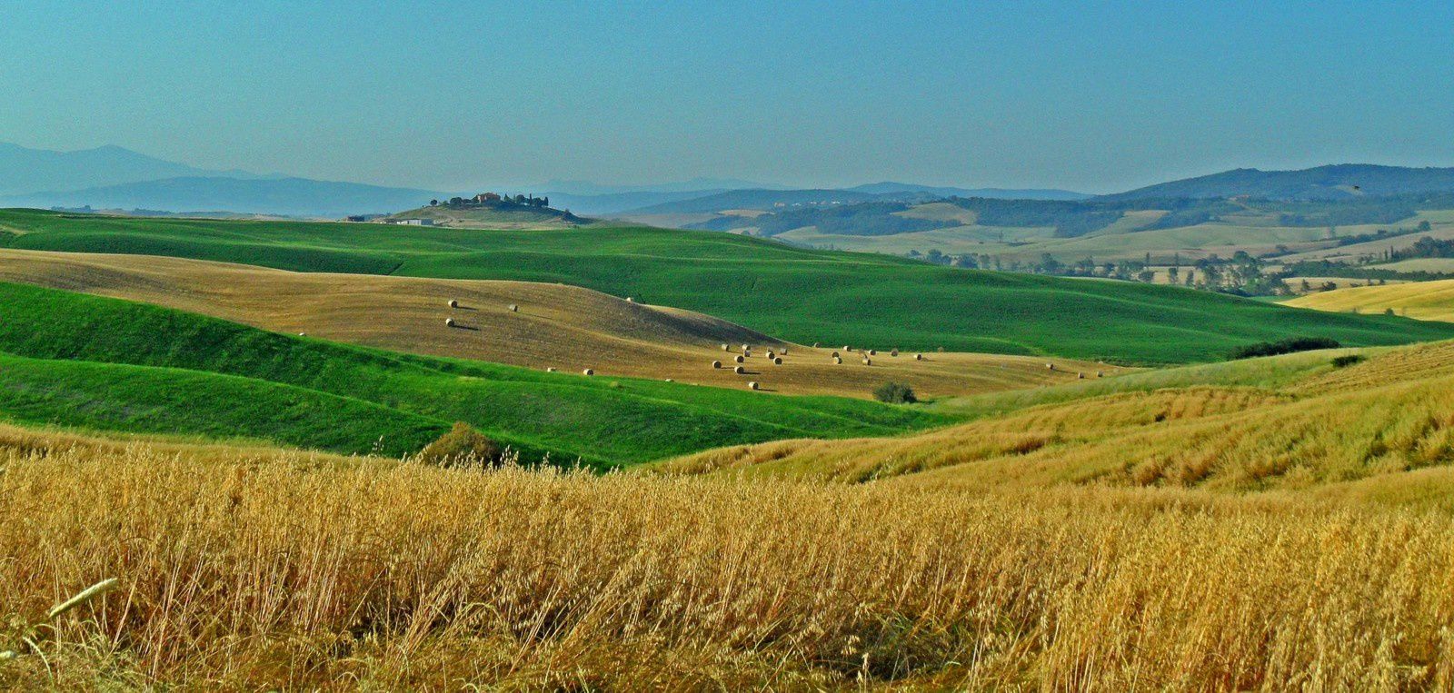 La Toscane et la houle des blés