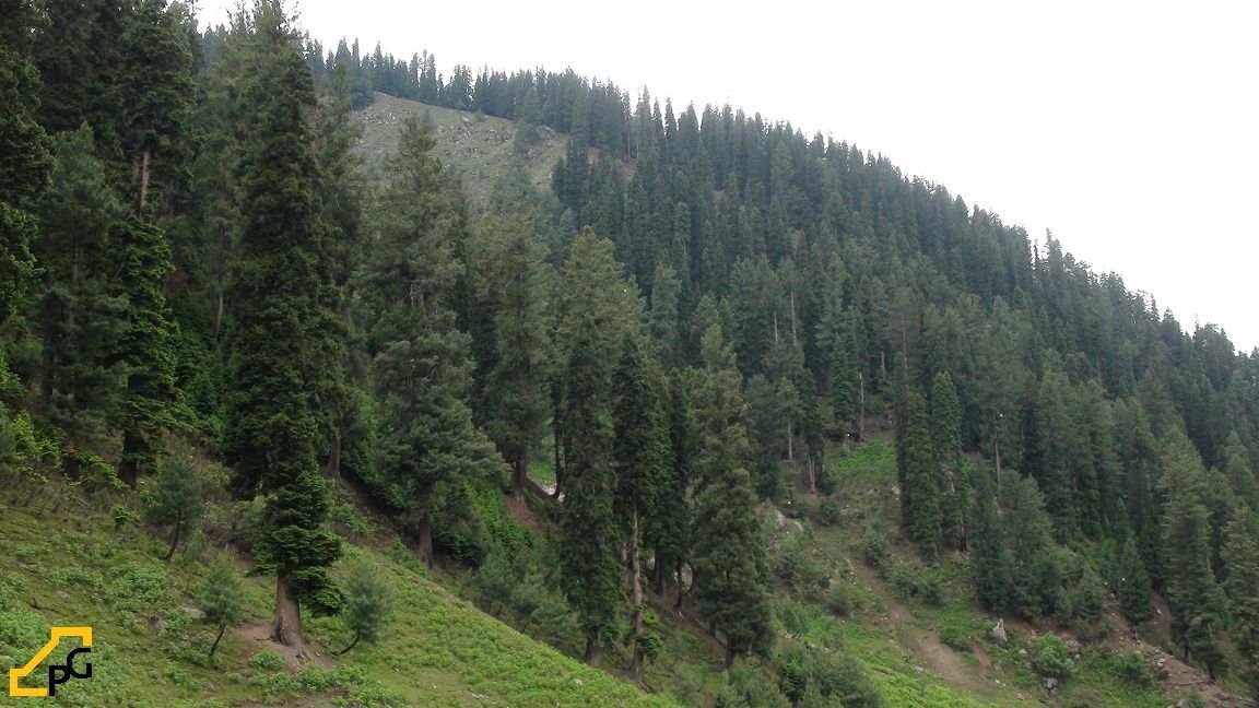 Forests in Pakistan Voice of Pakistan