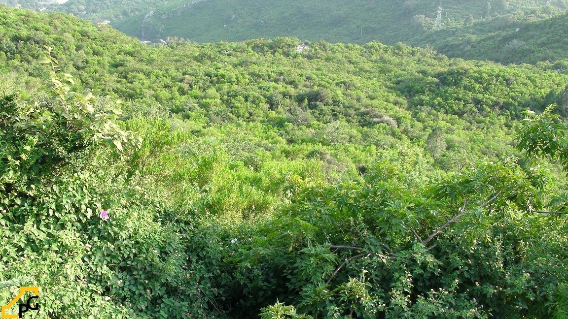 Tropical Scrub Forest