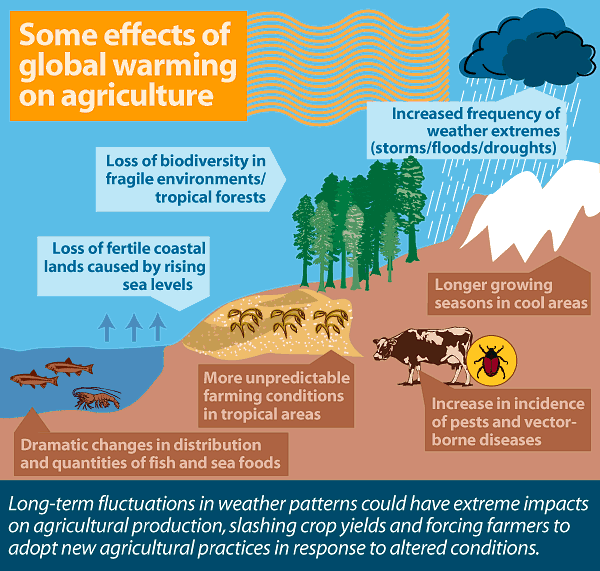 Effects of Global Warming - Bing images