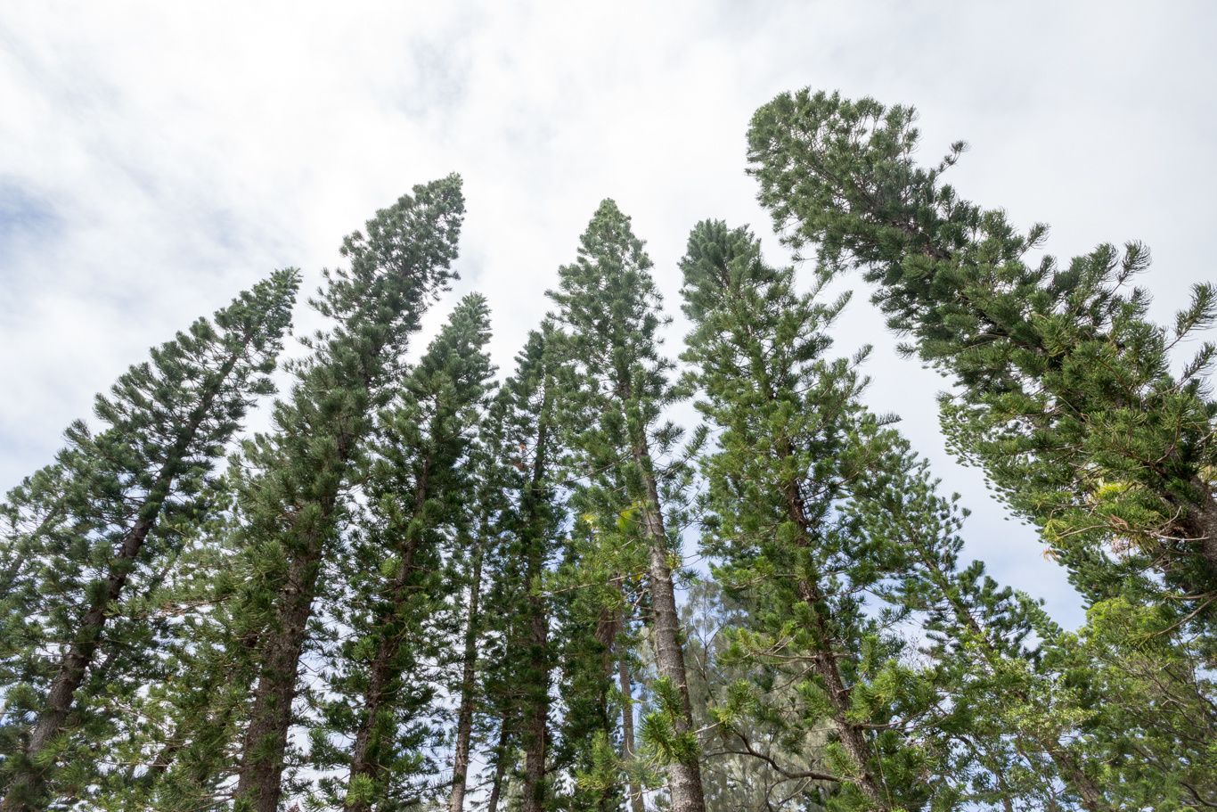 PINS COLONNAIRES Les Sens du Monde