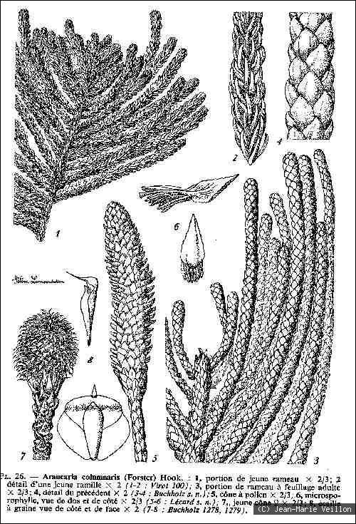 PINS COLONNAIRES Les Sens du Monde