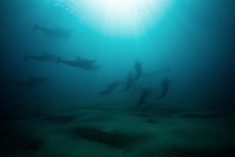 video rencontre avec les dauphins marineland