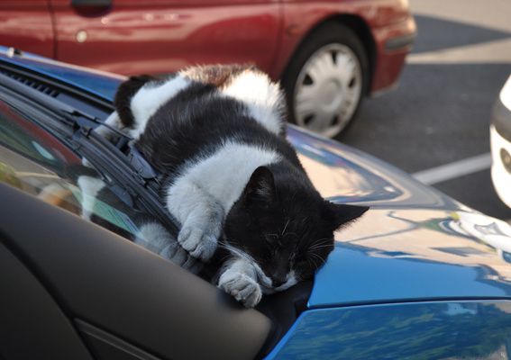 Chat rencontre aleatoire
