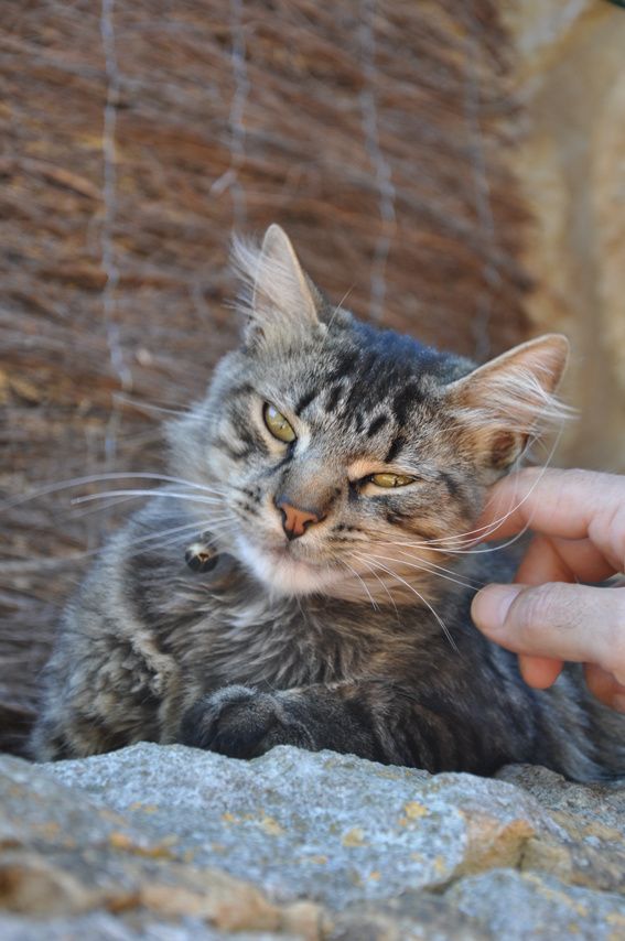domme chat domme chat