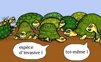 Tortues de Floride, espèce invasive