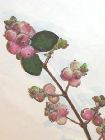 Baies de symphorine rose