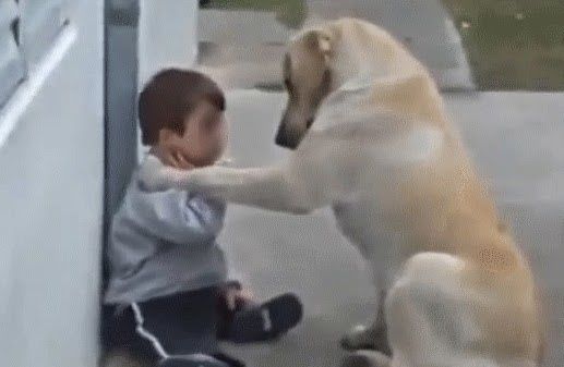 rencontres animaux chiens