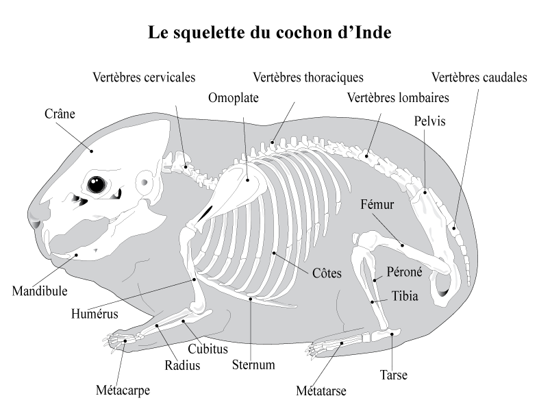 site de rencontre pour indien