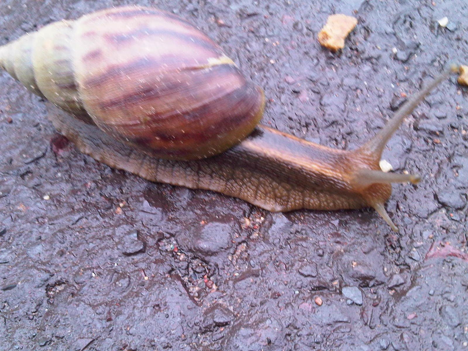 j ai rencontre trois escargots