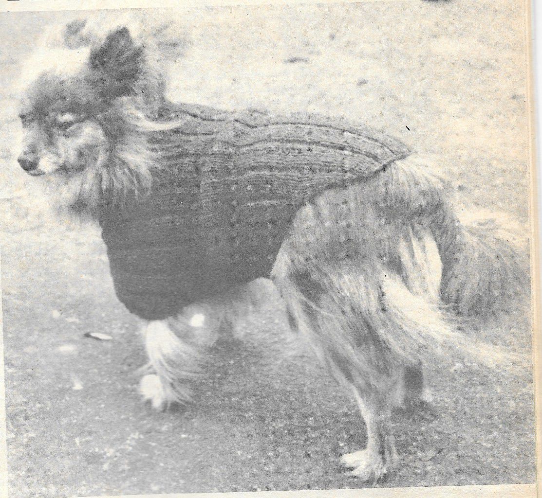 manteau tricoté pour petit chien -