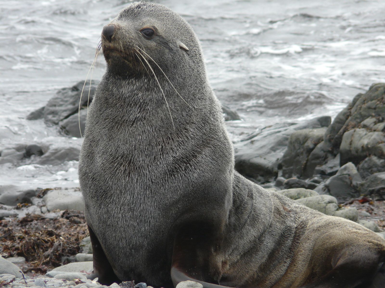 Antarctique-J3: Passage du Drake- Shetlands- Aitcho