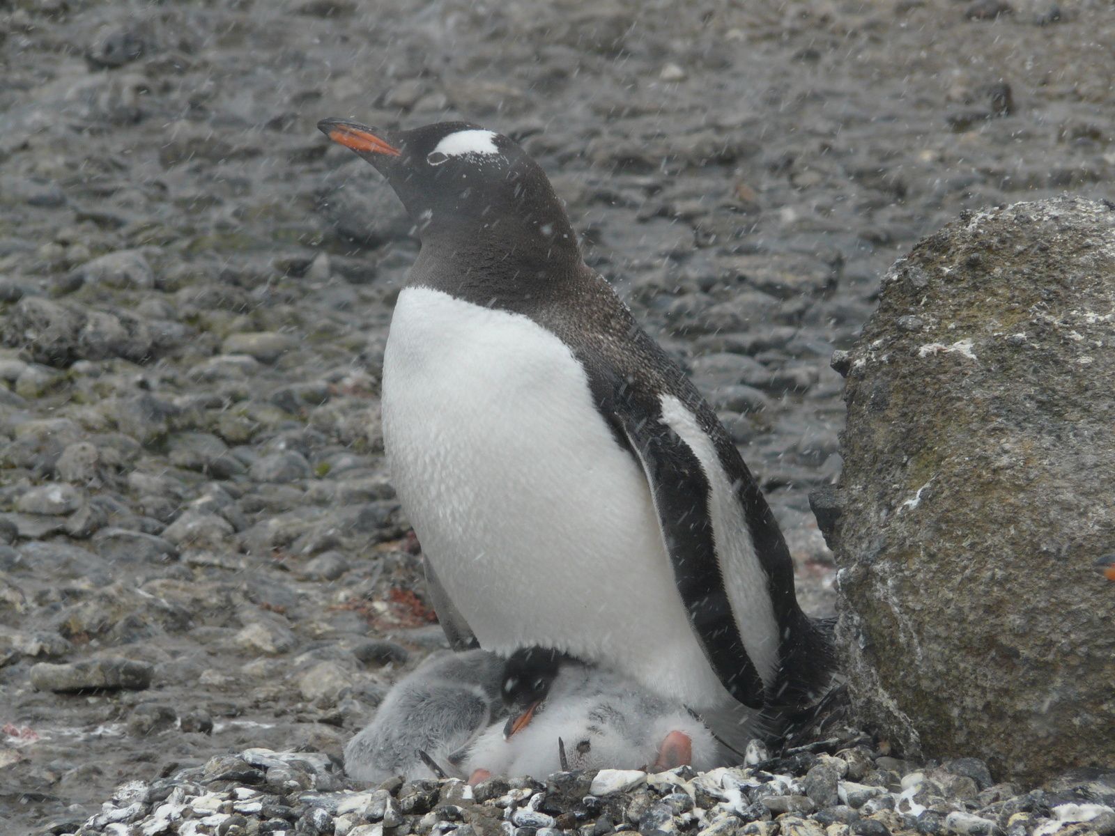 Antarctique- J5: Mer de Wedell- ile Paulet
