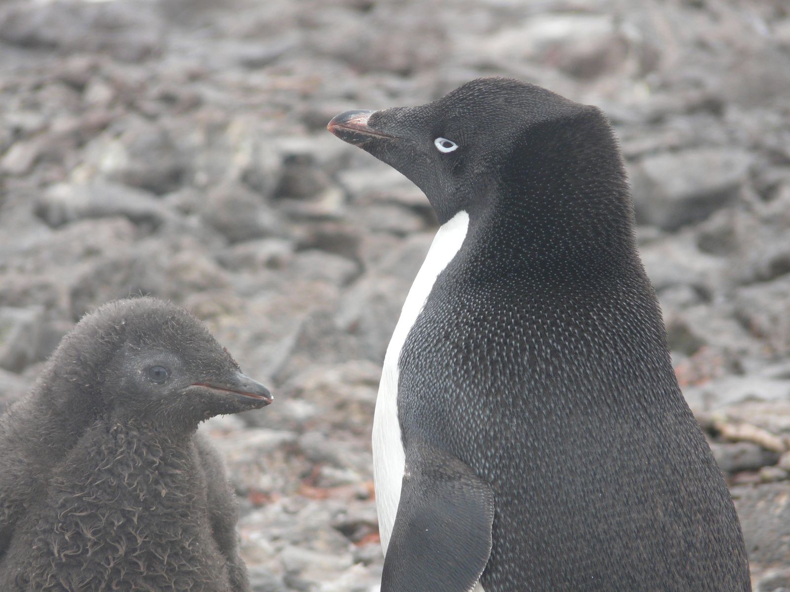 Antarctique- J5: Mer de Wedell- ile Paulet