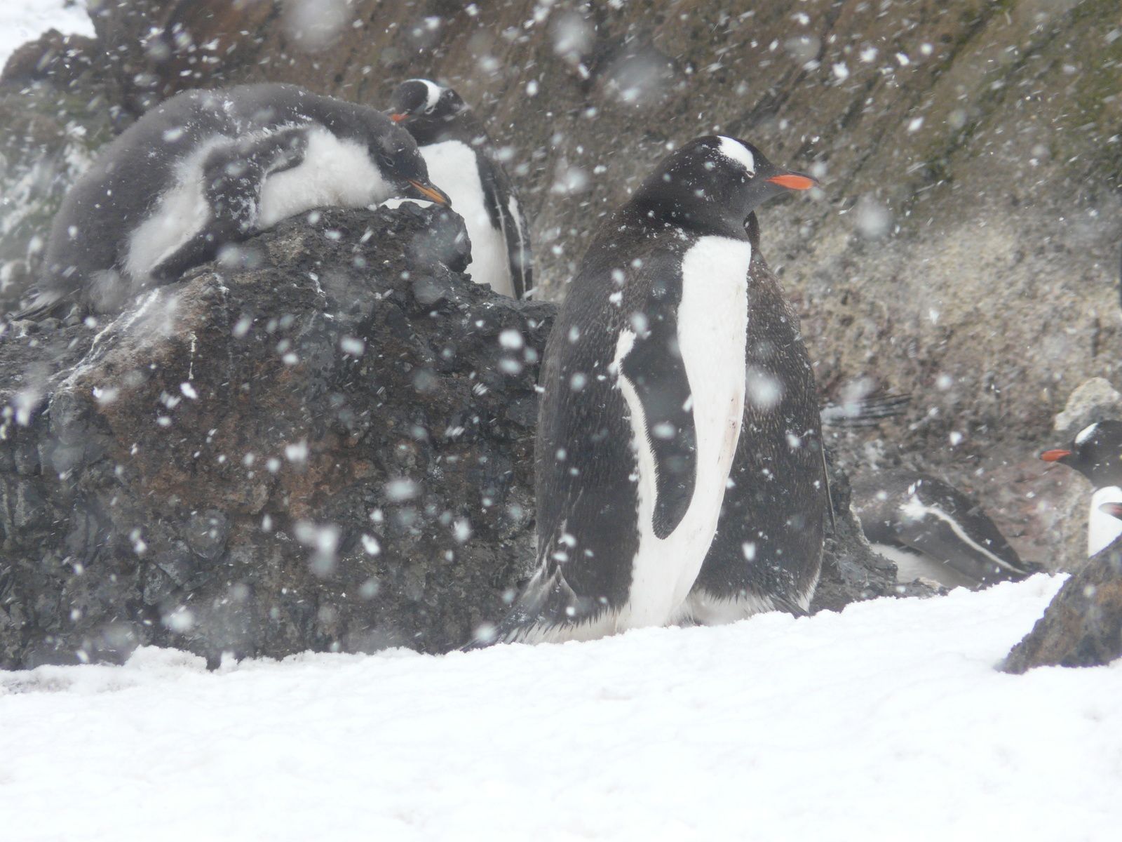 Antarctique- J5: Mer de Wedell- ile Paulet