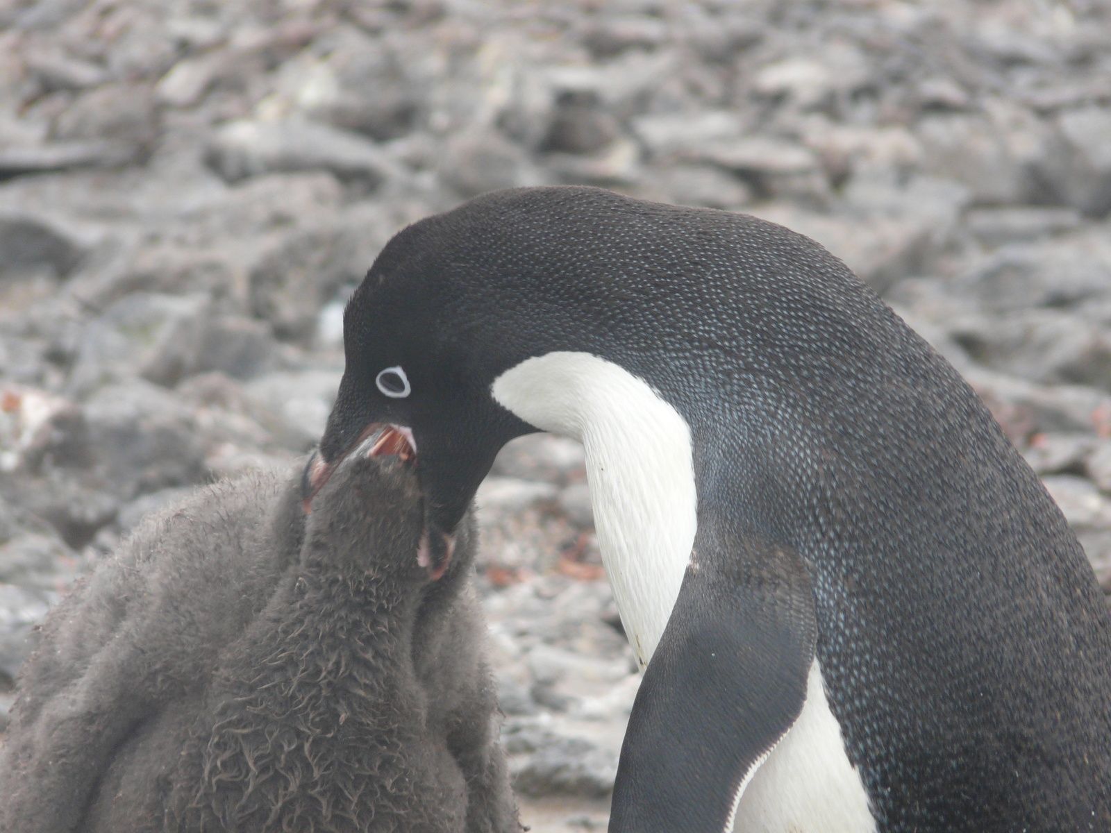 Antarctique- J5: Mer de Wedell- ile Paulet