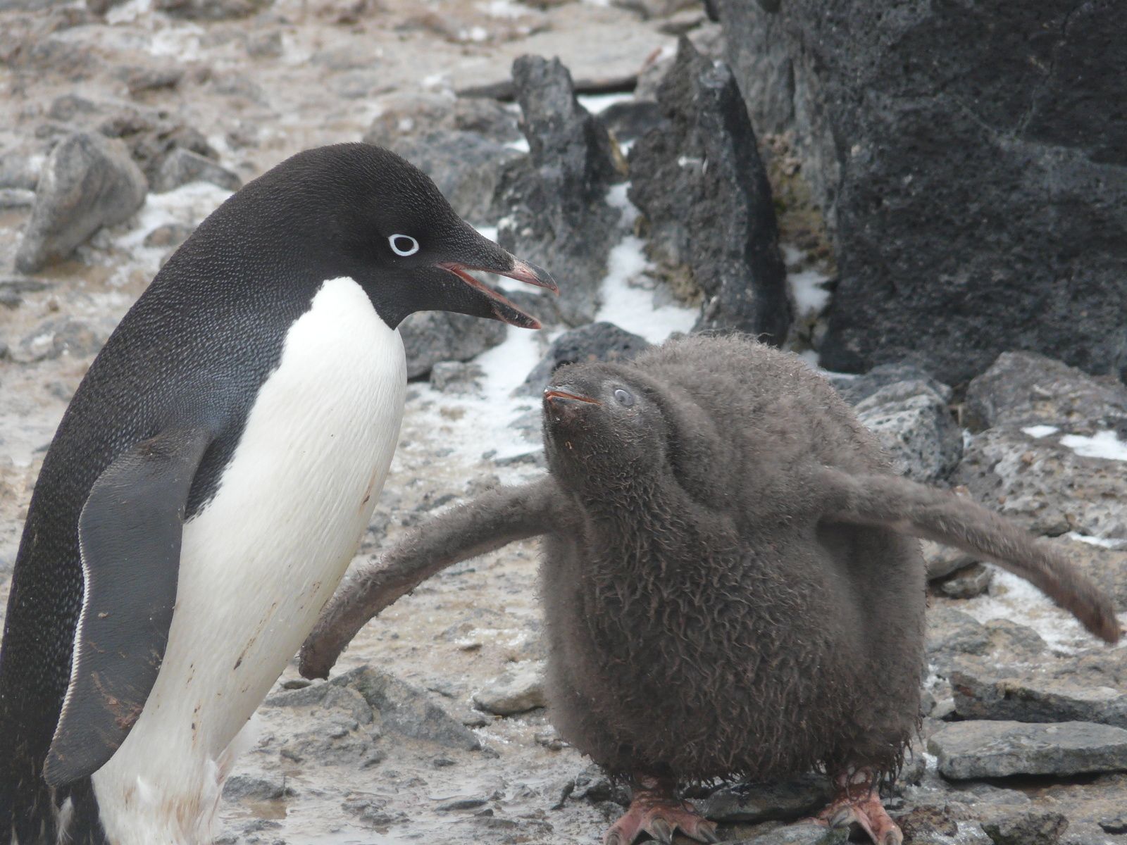 Antarctique- J5: Mer de Wedell- ile Paulet