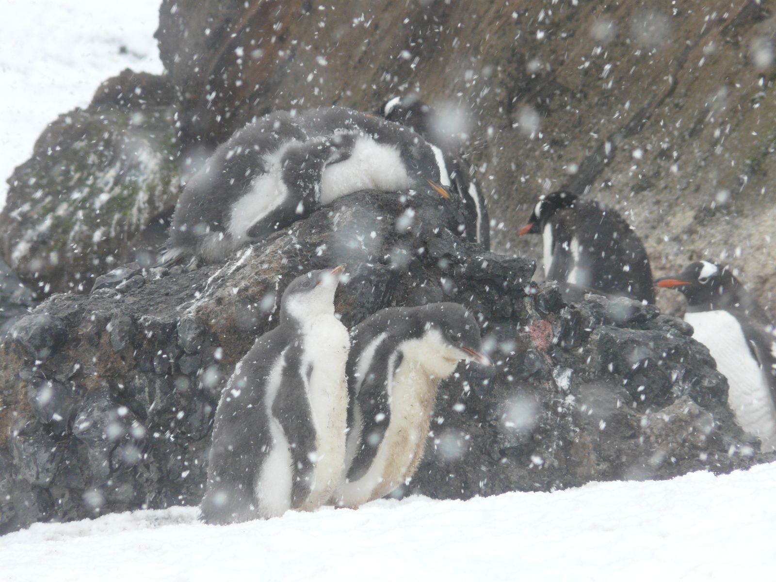 Antarctique- J5: Mer de Wedell- ile Paulet