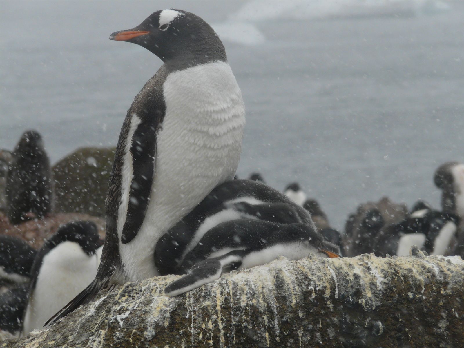 Antarctique- J5: Mer de Wedell- ile Paulet