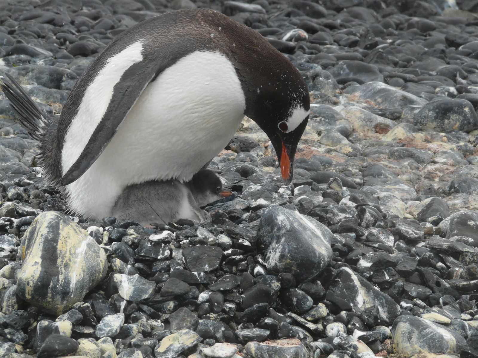 Antarctique- J5: Mer de Wedell- ile Paulet