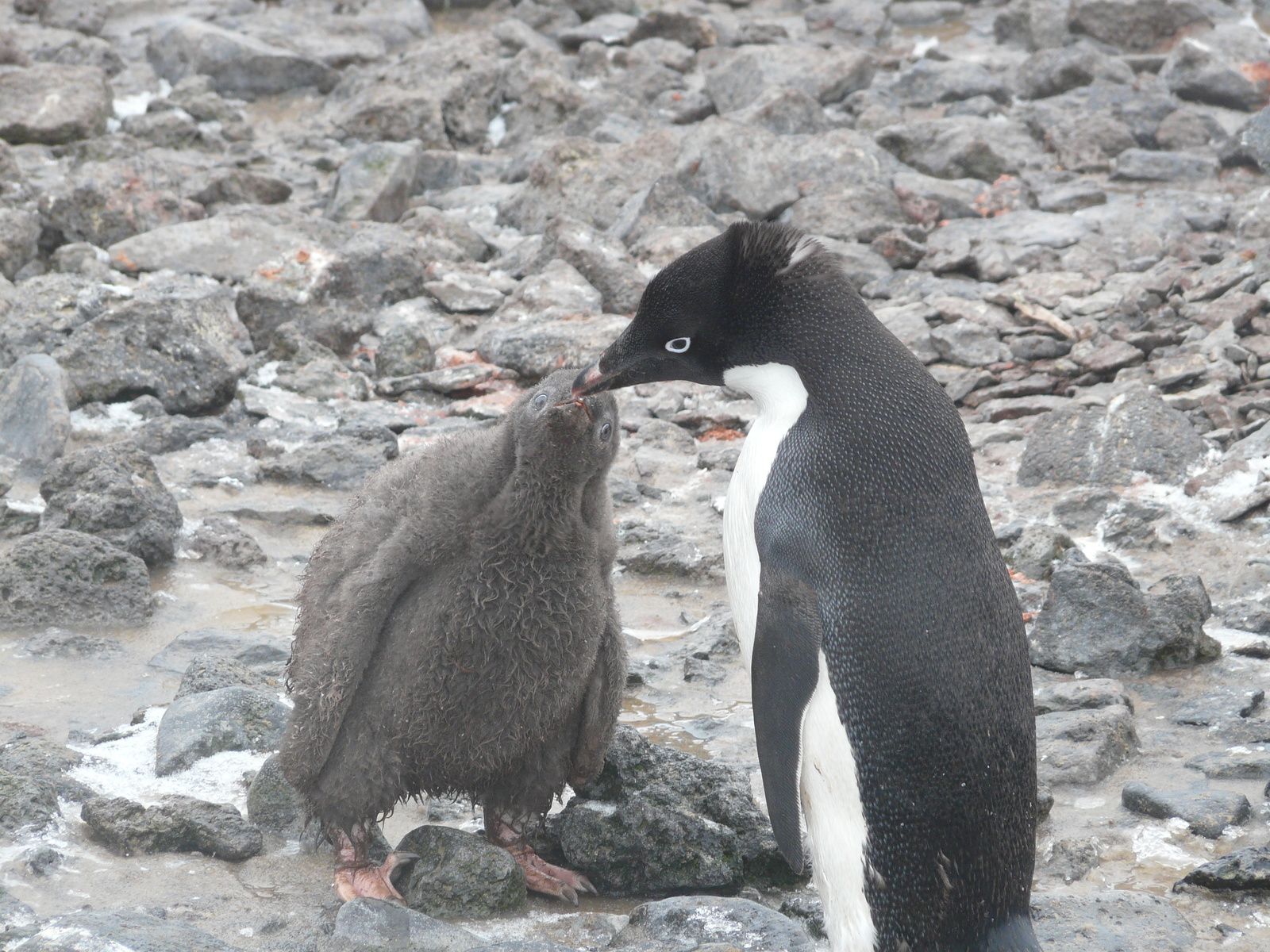 Antarctique- J5: Mer de Wedell- ile Paulet