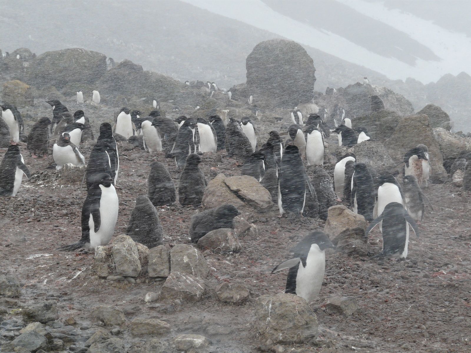 Antarctique- J5: Mer de Wedell- ile Paulet
