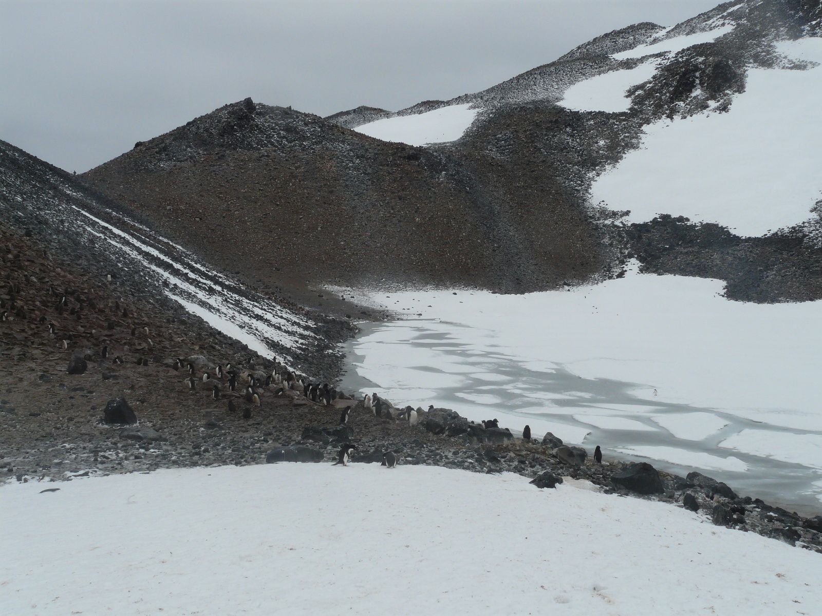 Antarctique- J5: Mer de Wedell- ile Paulet