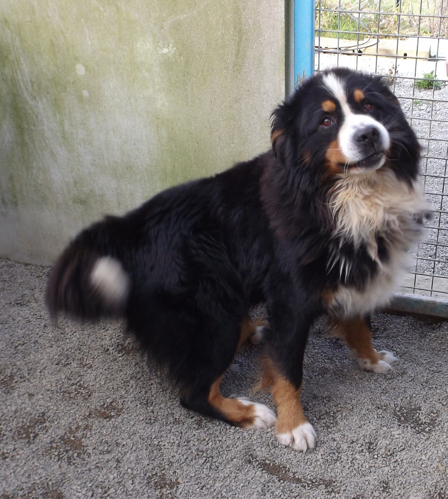 Male Bouvier Bernois Trouve Sur Chemere 44680 Puce Non Reconnue Icad La Tribu Du Marais