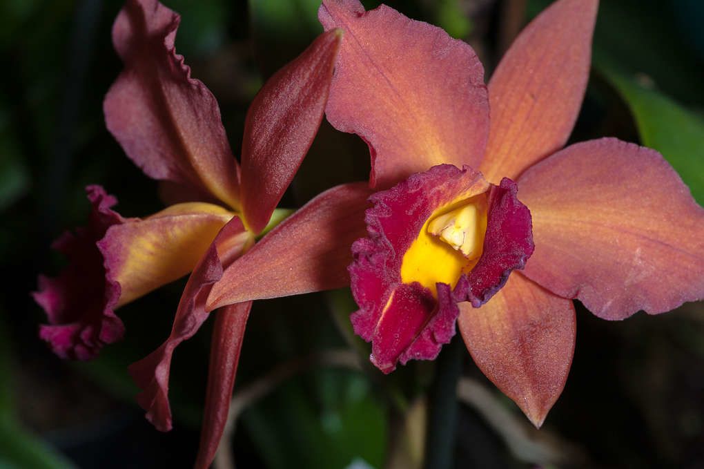 Mille et une orchidées à Cailloux sur Fontaine (69) 