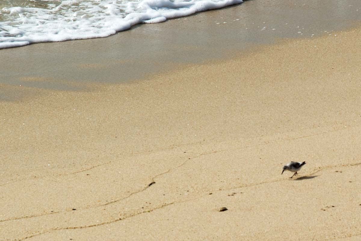 PORTUGAL 29avril 2015 : POVOA DE VARZIM