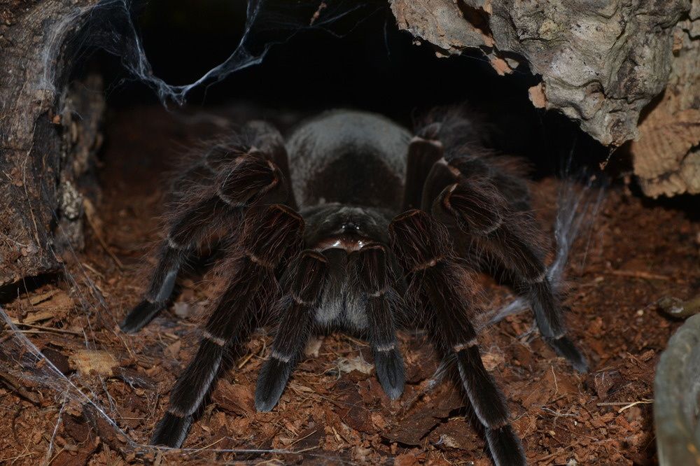 La Plus Grand Araignee Du Monde L Araignée La Plus Grande Du Monde - Esam Solidarity