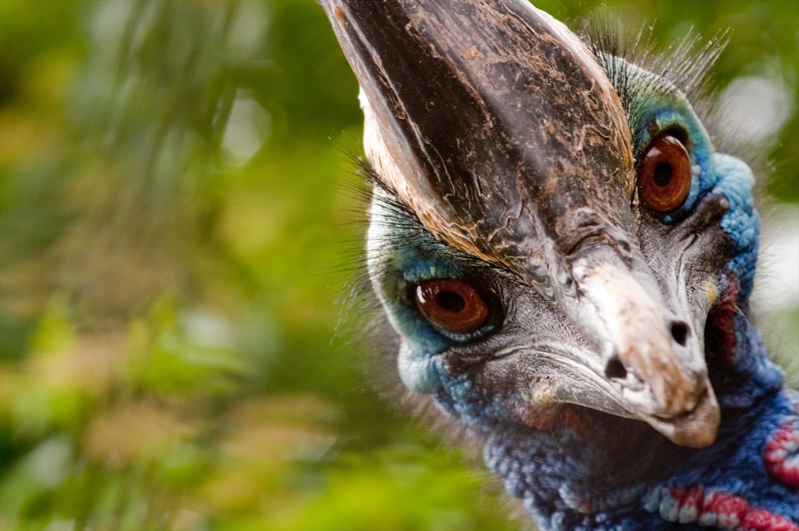 Les Animaux Les Plus Dangereux En Australie Les Animaux Les Plus Dangereux En Australie | AUTOMASITES