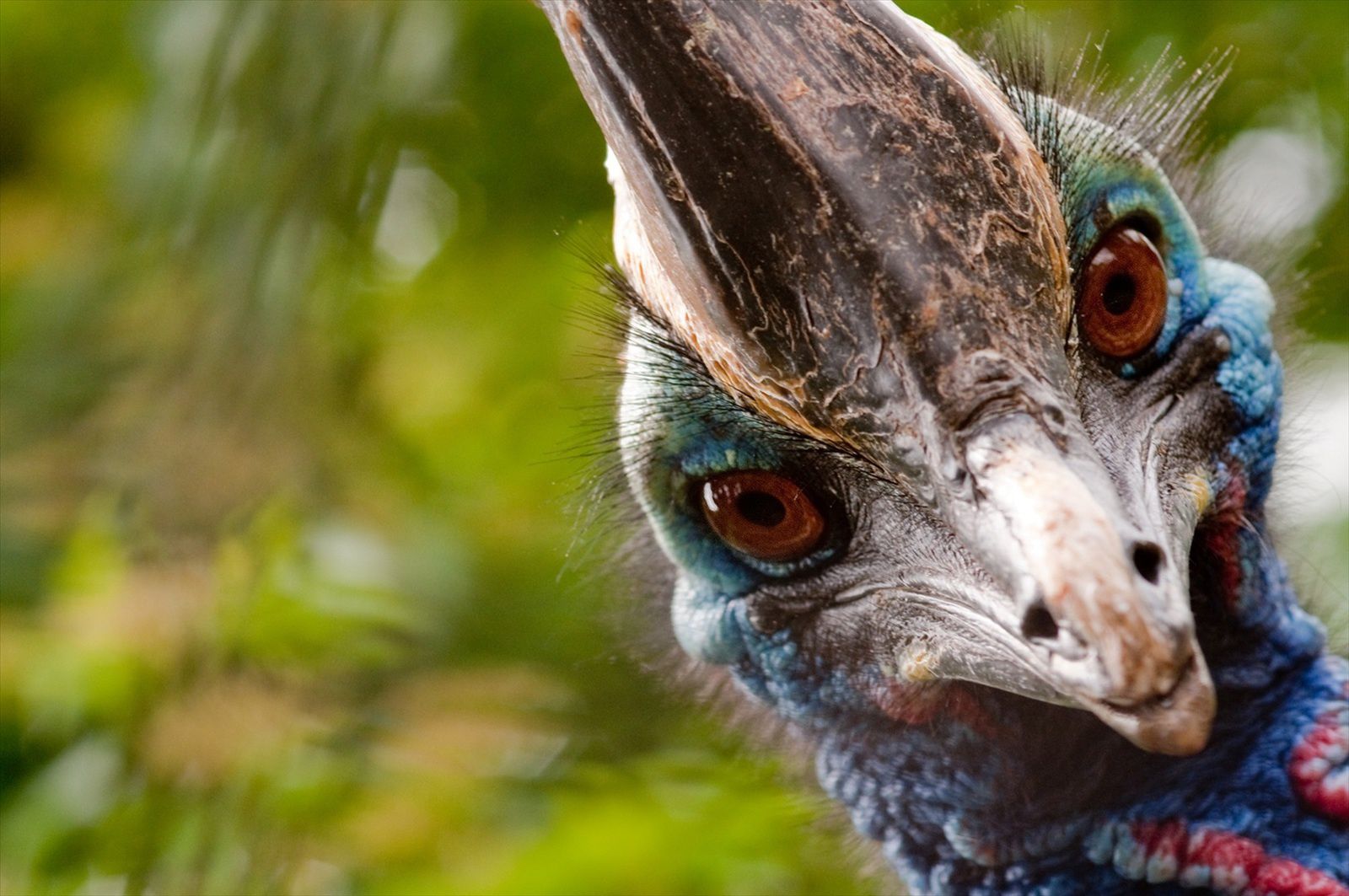 Le Casoar à casque, Casuarius, Australie, animal dangereux - Quilaztli, un  petit monde d'histoire