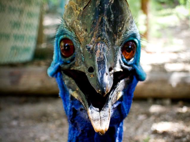 rencontre australie gratuit