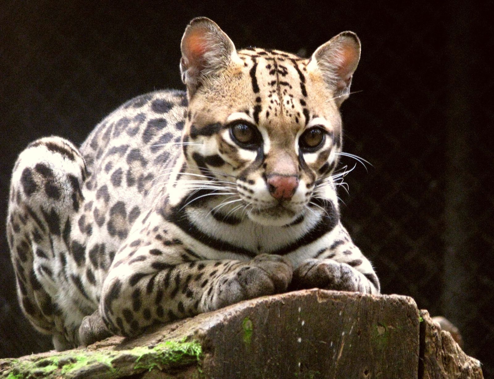 Le Chat Léopard du Bengale, Prionailurus Bengalensis,