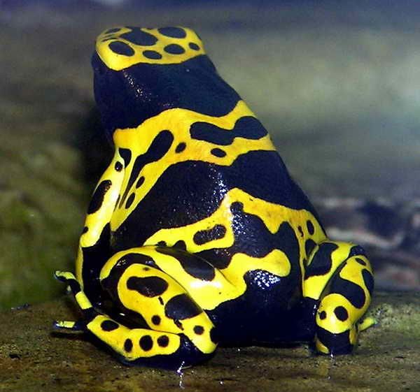 La Jaguar, Dendrobates Amérique du Sud Quilaztli