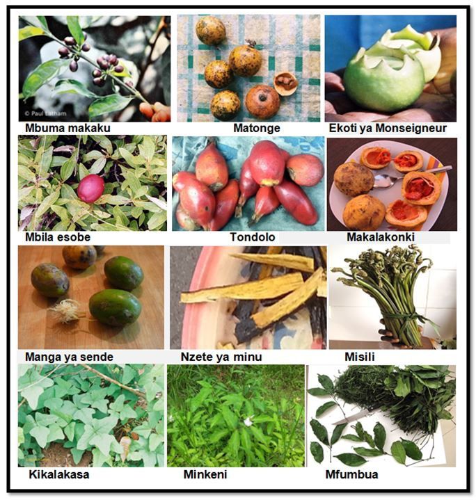 Fruits et légumes sauvages de nos forêts - MBOKAMOSIKA