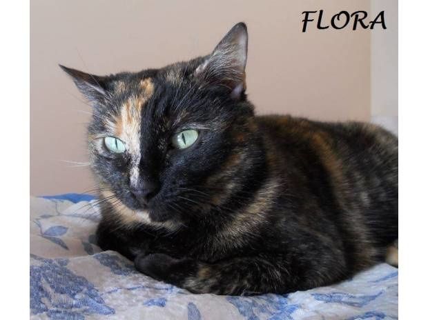 chat pontoise