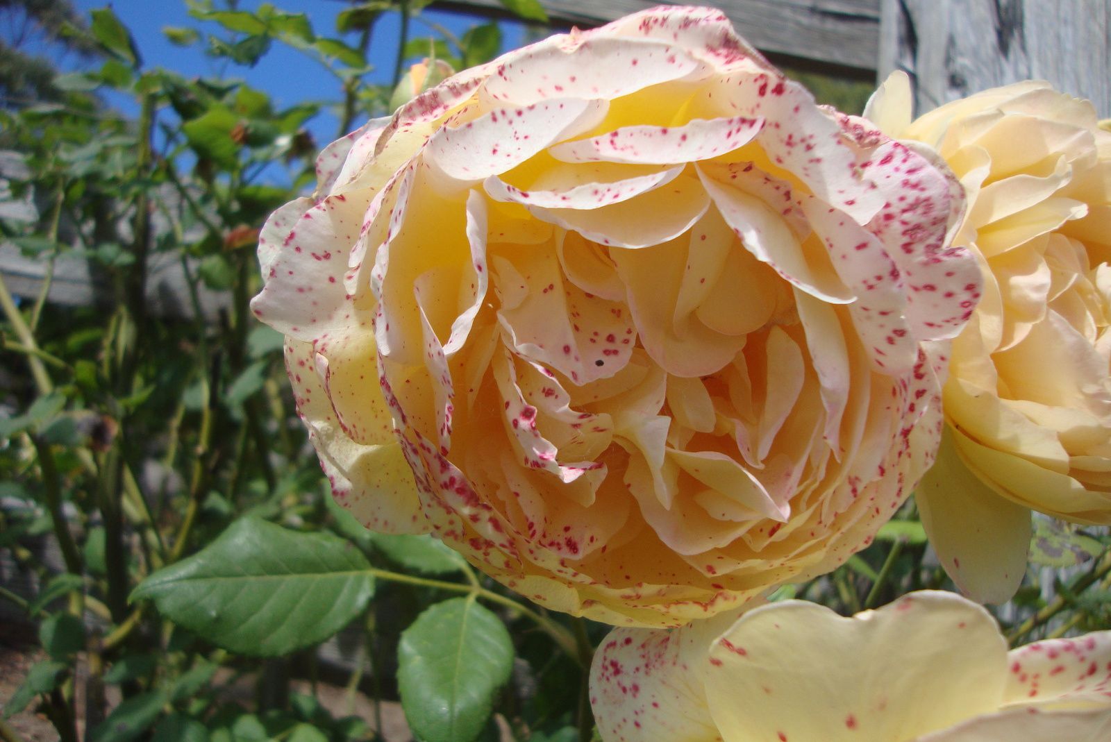 magnifique rose tachetée