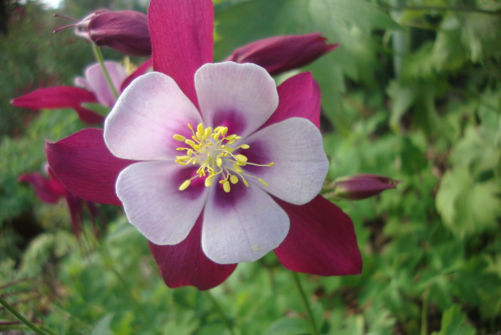 belle fleur pourpre