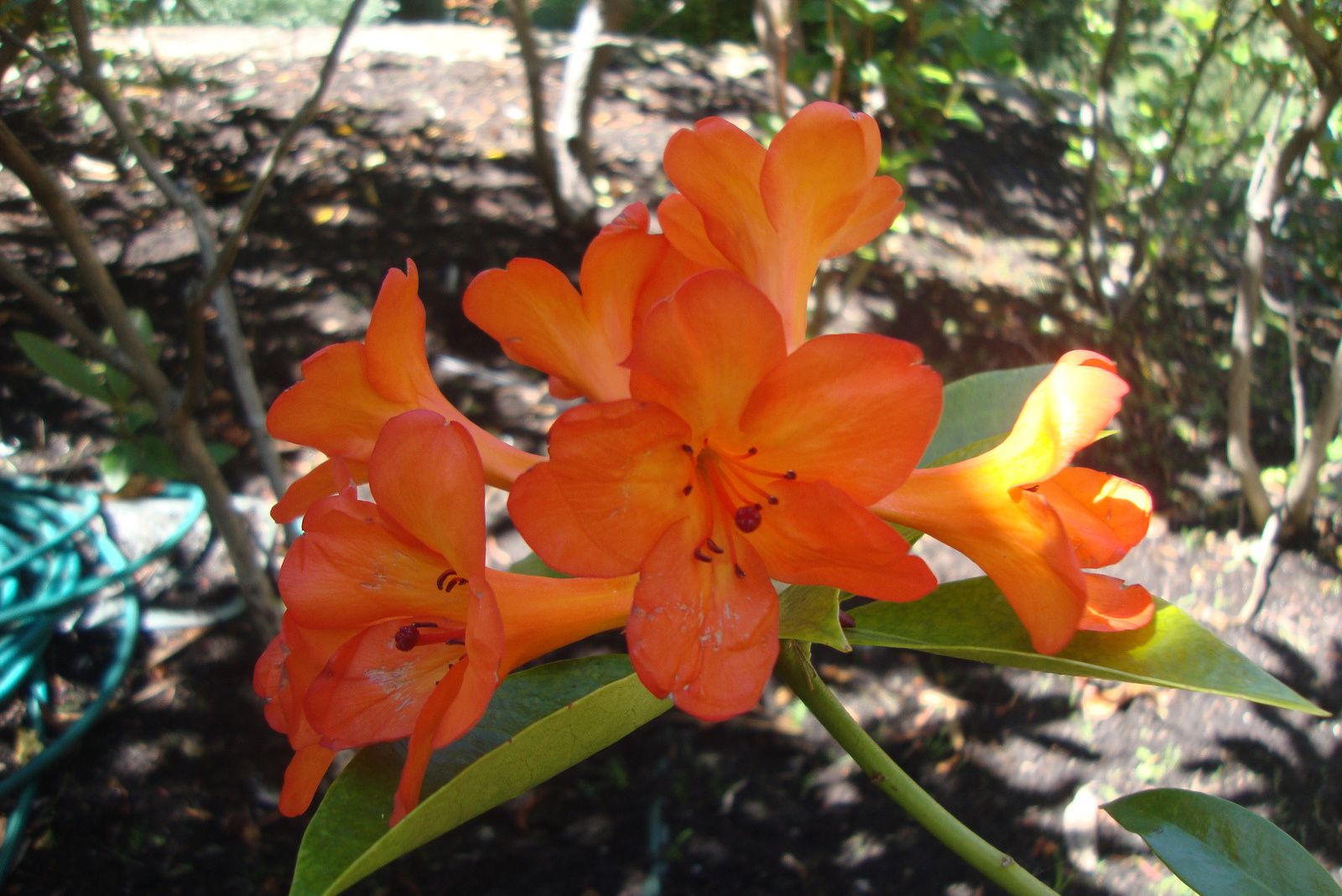 fleurs corolle orange