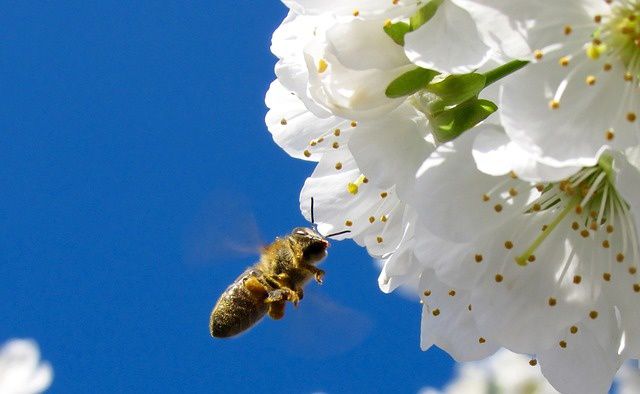 abeille butinant un cerisier