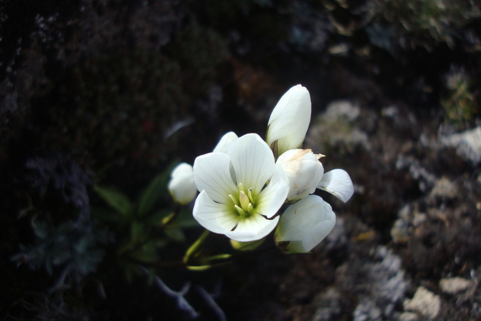 fleur blanche et bourgeons