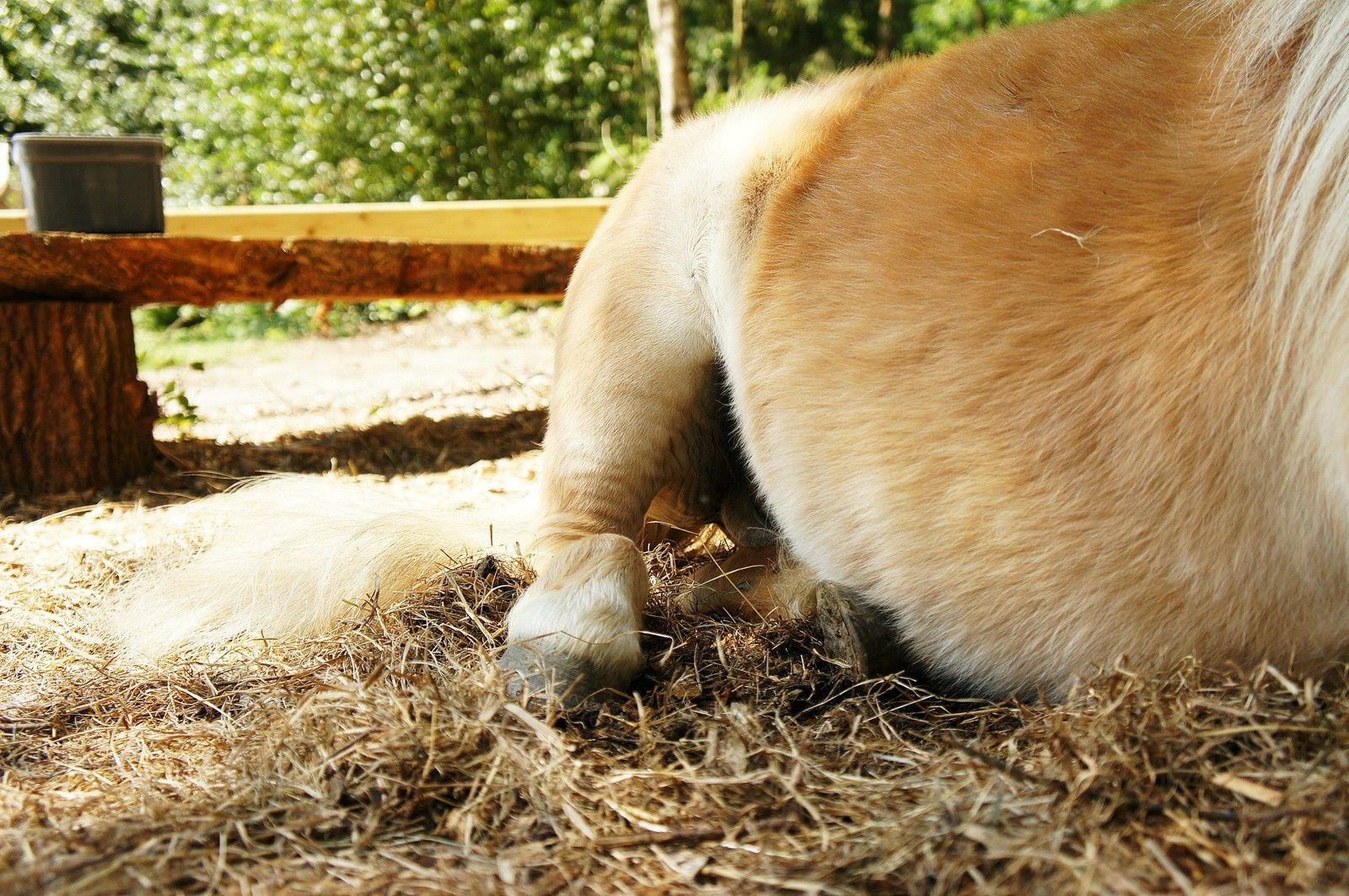 site de rencontre poney
