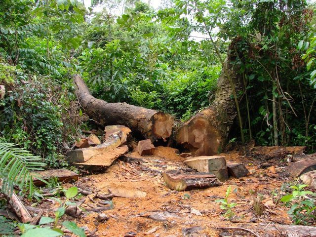 A maior parte da produção de madeira no Uíge não é fiscalizado pelo governo. Imagem do arquivo