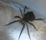 Une araignée-loup géante se promène avec ses petits sur le dos !