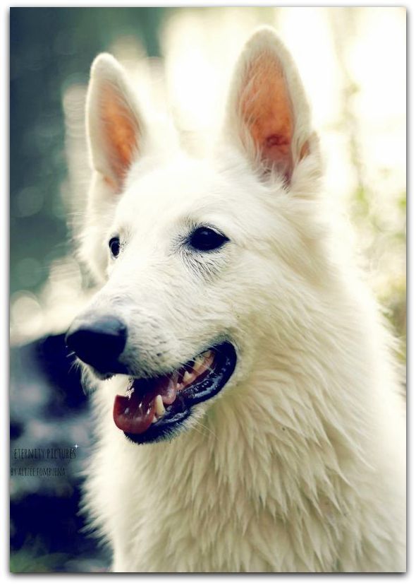 agence de rencontre pour chien