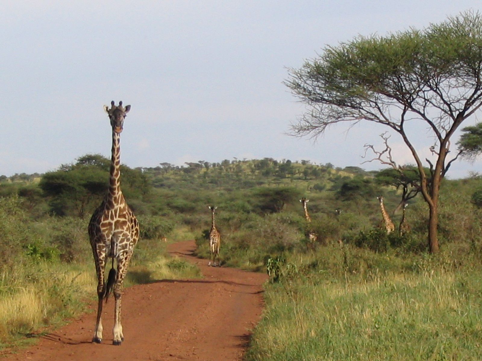 Safari au parc du Serengeti - Tanzanie